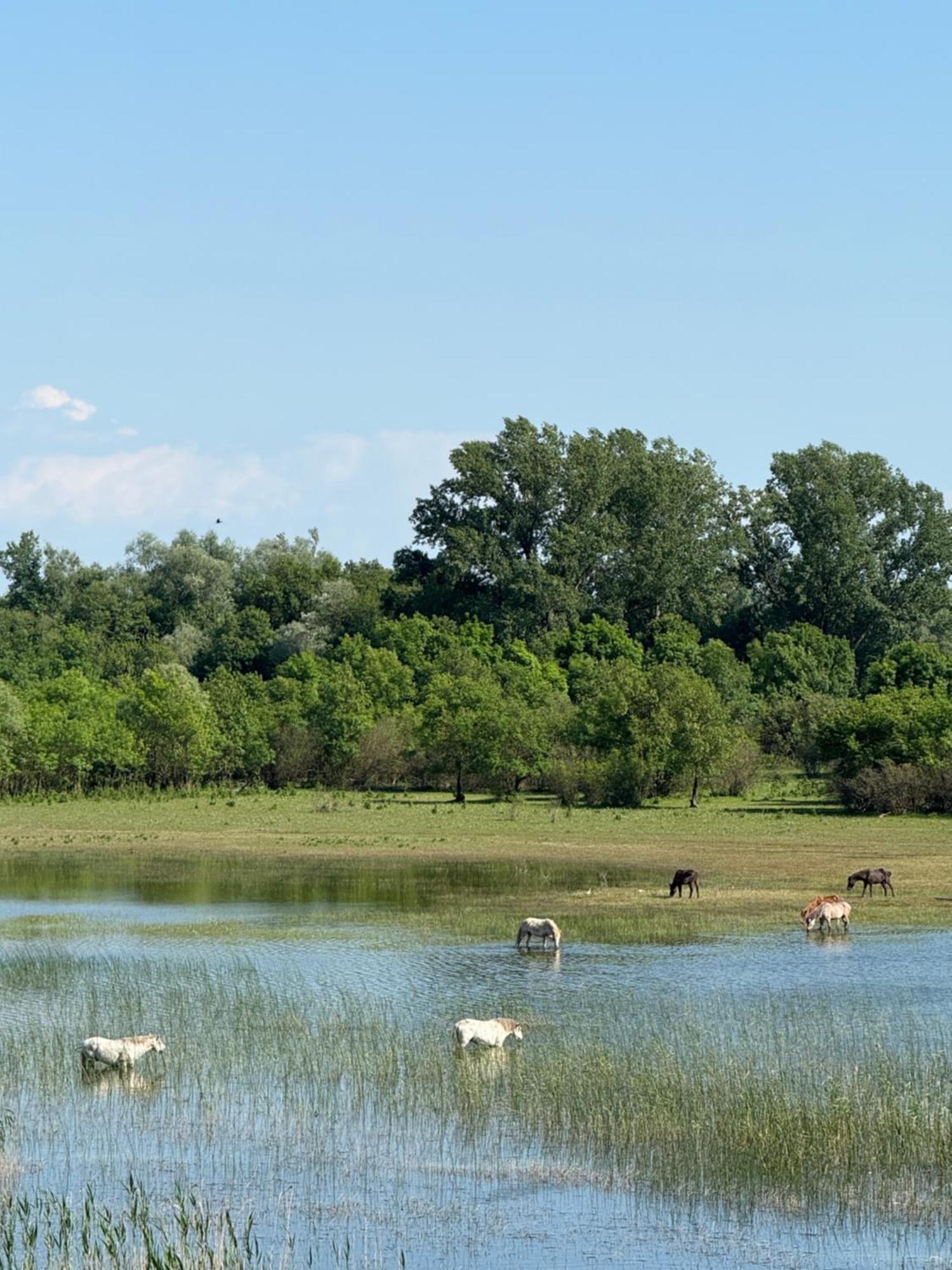 Lake Skadar Paradise Dodosi Екстериор снимка
