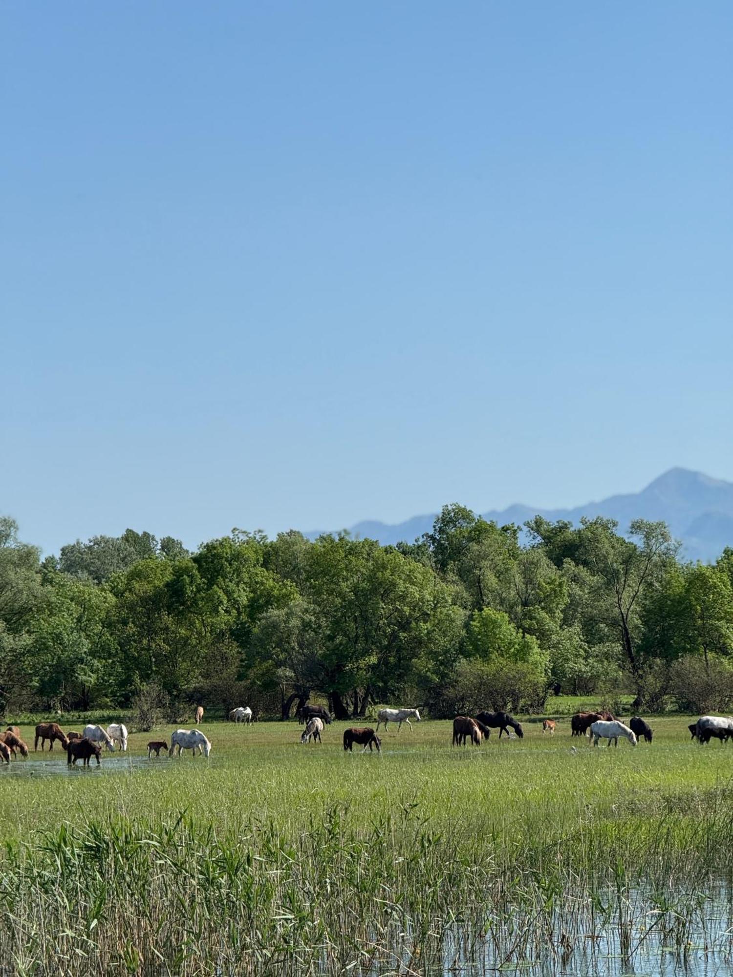 Lake Skadar Paradise Dodosi Екстериор снимка